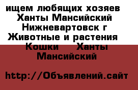 ищем любящих хозяев - Ханты-Мансийский, Нижневартовск г. Животные и растения » Кошки   . Ханты-Мансийский